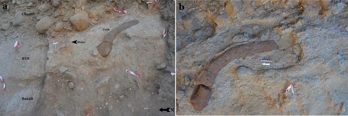 700,000-year-old elephant tusk 700,000-year-old elephant tusk